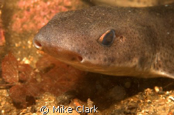 Dogfish giving me a very close once over. by Mike Clark 